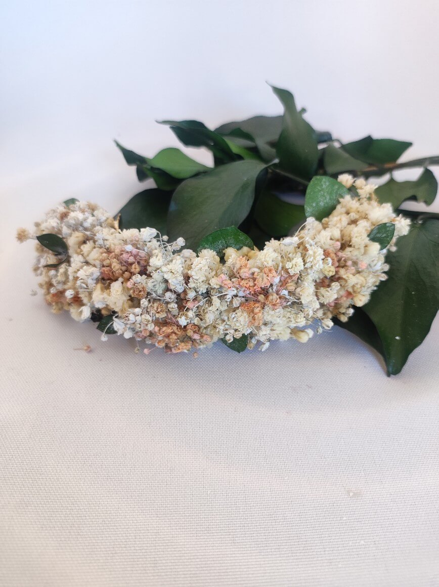 PANICULATA Y EUCALIPTO