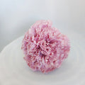 CLAVEL ROSA