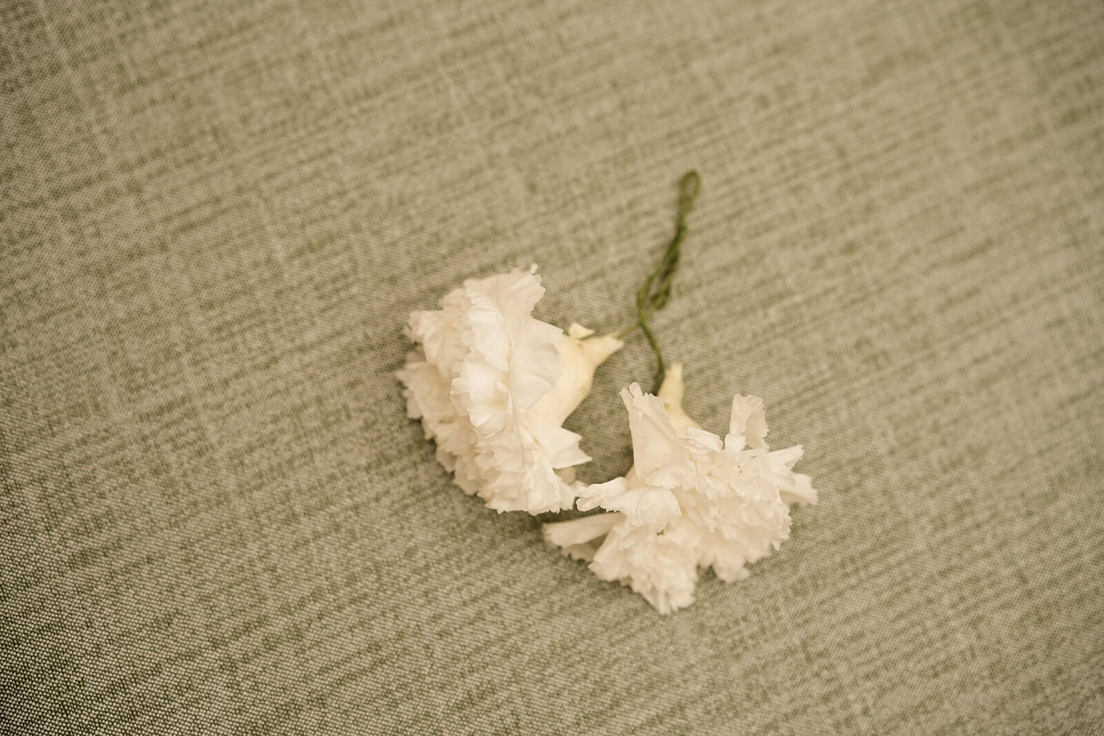 CLAVEL BLANCO PRESERVADO