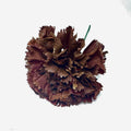 CLAVEL MARRON CHOCOLATE