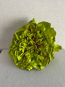 PEONIA LIMA