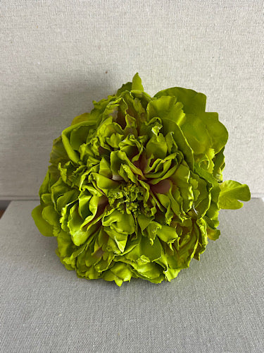 PEONIA LIMA