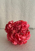 GERANIO CORAL