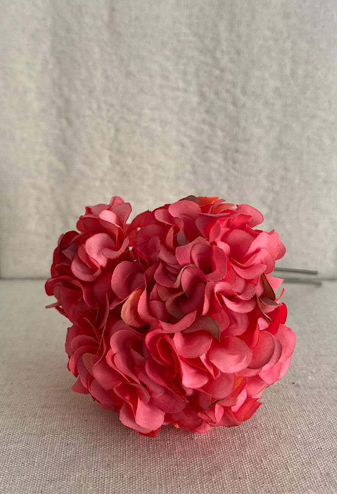 GERANIO CORAL
