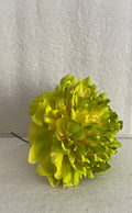 PEONIA MEDIANA LIMA