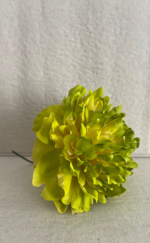 PEONIA MEDIANA LIMA
