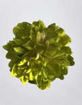 PEONIA LIMA MEDIUM