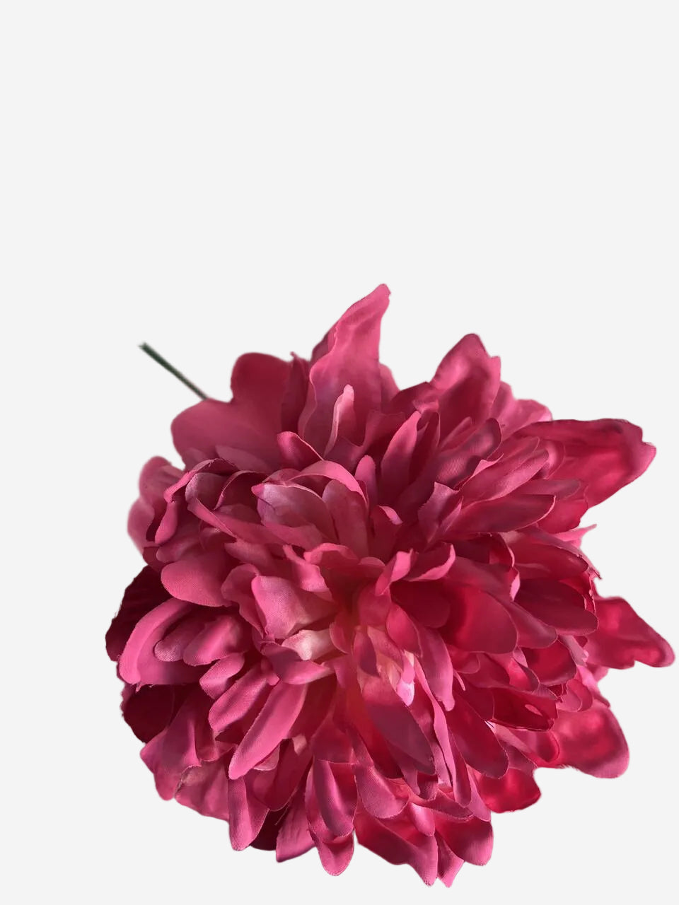 PEONIA MEDIA EN MAGENTA
