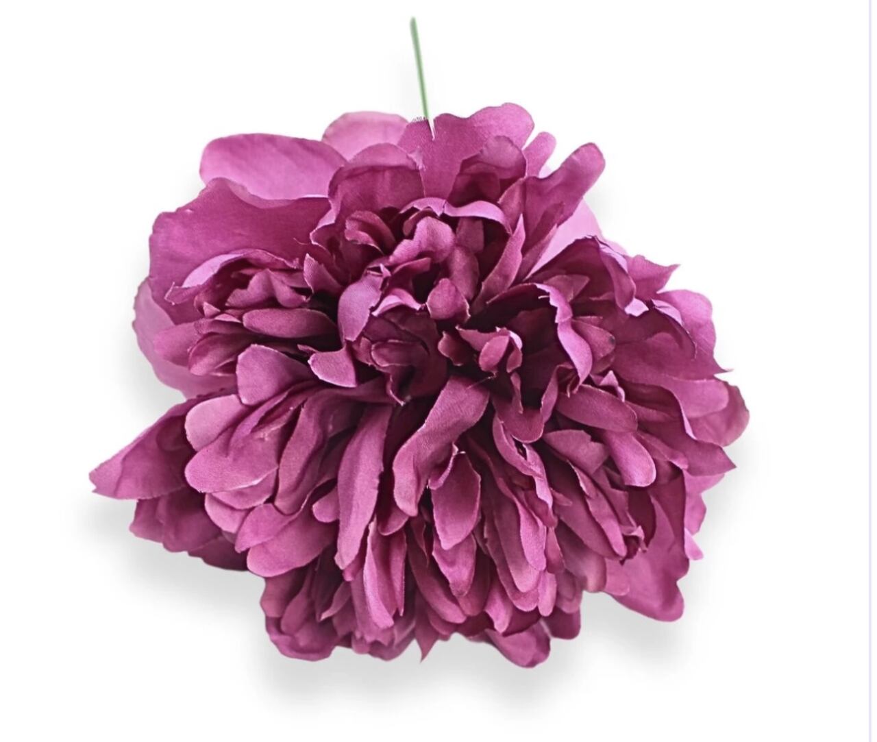 PEONIA MEDIA BUGANVILLA