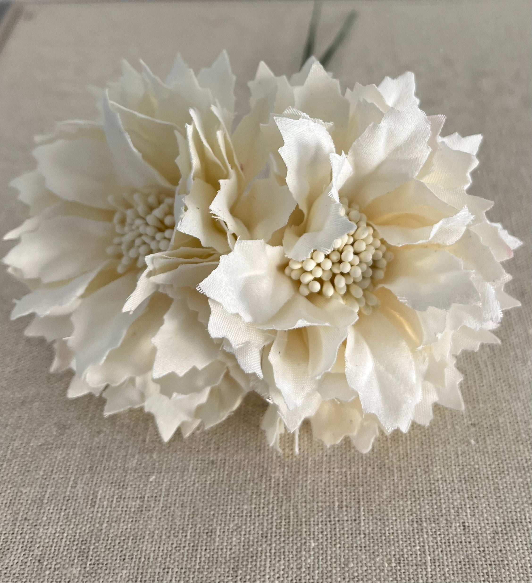 DALIA  CRUDA NIÑA