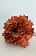 PEONIA TEJA