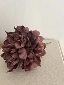 PEONIA MINI BERENJENA EMPOLVADA
