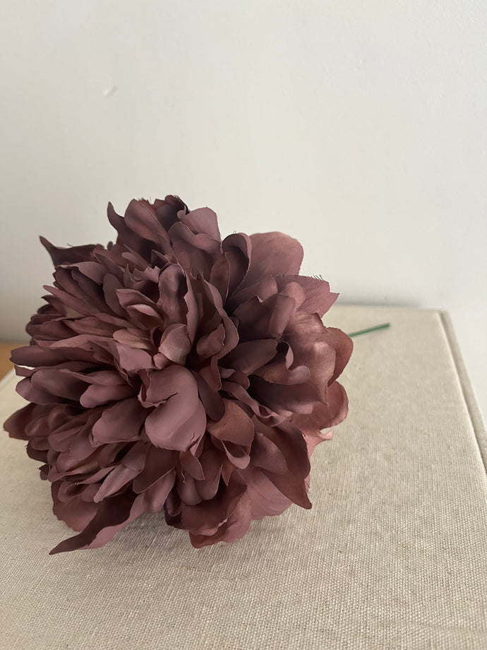 PEONIA MINI BERENJENA EMPOLVADA