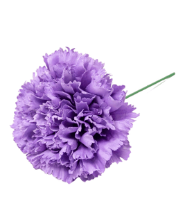 CLAVEL MALVA