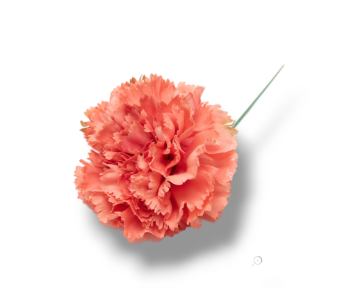 CLAVEL CORAL
