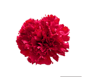 CLAVEL ROJO