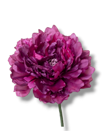 PEONIA BUGANVILLA