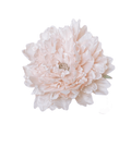 PEONIA BEIGE
