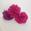 CLAVEL MORADO Y BUGANVILLA
