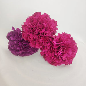 CLAVEL MORADO Y BUGANVILLA