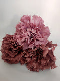 CLAVEL ROSA VIEJO