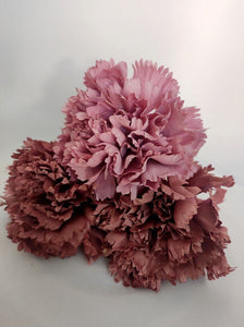 CLAVEL ROSA VIEJO