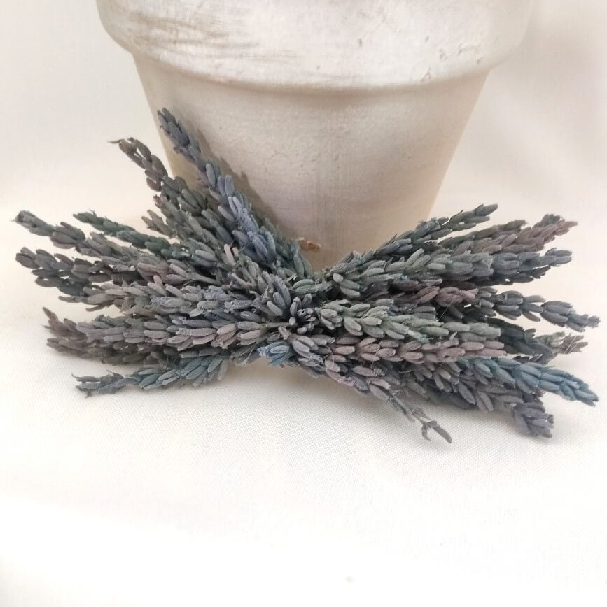 LAVANDA AZUL