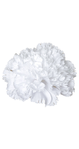 Clavel blanco